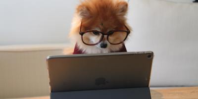 Pomeranian working on an iPad