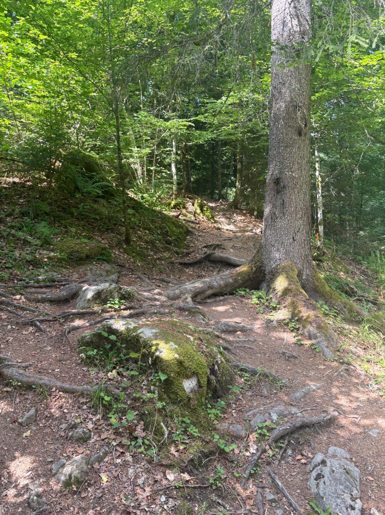 A curvy trail in the forest with boulders and big routes covering the path.